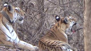 Pench National Park Amazing Sighting Callerwali Tigressamp Female Cubs [upl. by Yekciv]