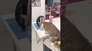 劈腿式 你家貓愛喝水喵？ cat drink funny relaxing pets [upl. by Rolando]