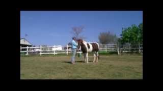 Aggressive Horse Behavior Horse Biting with Mike Hughes Auburn California [upl. by Satsok212]