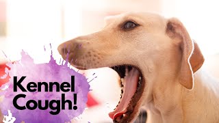 Kennel Cough What it sounds like and how a veterinarian will treat kennel cough [upl. by Gazo]