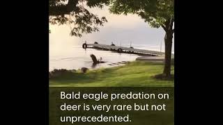 Bald eagle snatches deer fawn from water in northern Wisconsin [upl. by Daht]