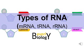 Types of RNA mRNA tRNA rRNA [upl. by Tarrant43]