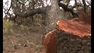 Northern MPs want law protecting the shea tree [upl. by Arot7]