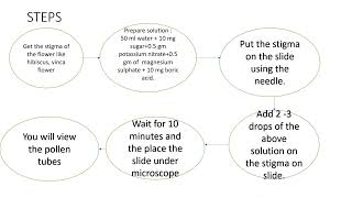 BOARD PRACTICALS CBSE 2023 BIOLOGY POLLEN GERMINATION EXPERIMENT [upl. by Innek288]