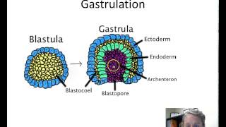 Animal Development  Gastrulation [upl. by Asena267]