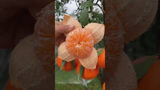 quotEpic Orange Cutting Skills That Will Blow Your Mindquot shorts viral trending fruit asmr [upl. by Anialed]