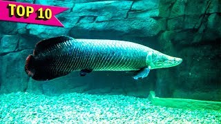 Top 10 Aquarium Fish that grows to Large Sizes [upl. by Suinotna867]