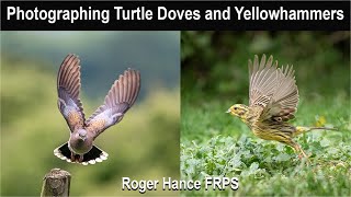 Photographing Turtle Doves and Yellowhammers using the OM1mkII and the 150400mm lens [upl. by Kiyohara973]