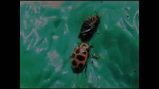 Ladybug Emerging from Pupal Stage [upl. by Manno]