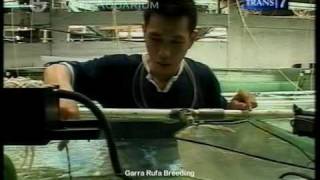 Spa Fish Garra Rufa Breeding Lively Aquarium [upl. by Sacttler]