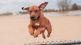 Rhodesian Ridgeback Lion Hunting Training [upl. by Terzas761]