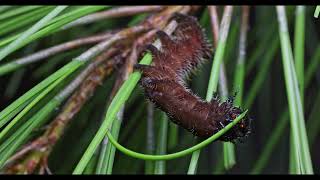 imperialis cecropia and regalis caterpillars  3rd instar feeding [upl. by Covell891]