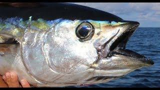 TUNA fishing in the FLORIDA KEYS [upl. by Rhoades]