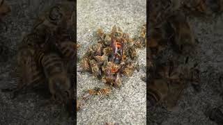 Disrupting a Hot Defensive Bee Ball Giant Hornet Revealed [upl. by Ennaitsirhc336]