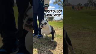 Our ShortyBull first ABKC show shortybulls showdog bulldog americanbully springbullyfest [upl. by Theran]