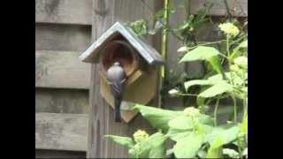 Erdnussbutter Vogelfutterhaus von Esschert Design jetzt bei Dantode [upl. by Benn912]