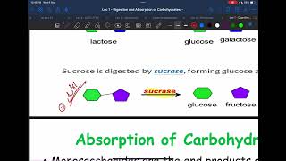 Biochemistry Digestion and absorption of carbohydrates [upl. by Barbaresi]