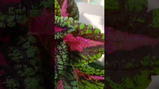 Coleus Plant Part 4 [upl. by Solorac]