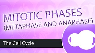 Steps of Mitosis Metaphase and Anaphase [upl. by Inaffets]