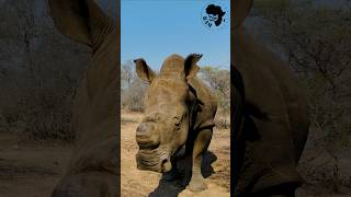 GIANT RHINO 🦏 youtubeshorts shorts rhino [upl. by Oijile]