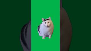 Huh Cat Meme Green Screen [upl. by Lashonde]