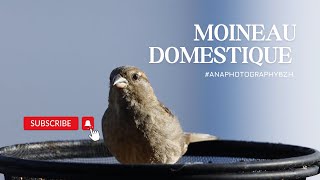 Le Moineau Domestique  Slow Motion 4k [upl. by Jonette396]