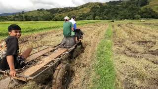 Ep1086 karyada sa bundok Caranglan nueva ecija [upl. by Morie]