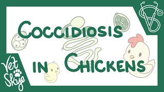 Coccidiosis in Chickens  causes pathophysiology life cycle diagnosis prevention [upl. by Deelaw]