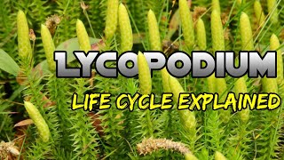 Lycopodium Life Cycle Easy Explanation Lycopodium Life Cycle Explaine BSC 1st Year Biology Botany [upl. by Hgielah]