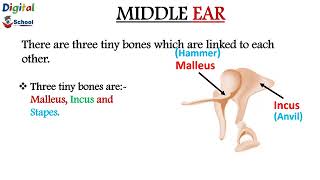 Structure and Detail about Human Ear [upl. by Htebesile]