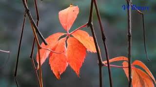 Autumn Season nature villagelife video [upl. by Macario]