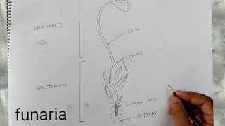 how to draw funaria diagram [upl. by Amandy344]