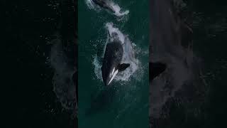 Orca Playing With Dolphin😨🔥orca attack orca vs dolphin and kill him😨😨😨😨 [upl. by Sedecrem]