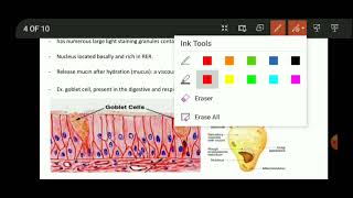 Anatomy of Glandular Epithelium  Cell junctions  fourth lecture [upl. by Thant781]