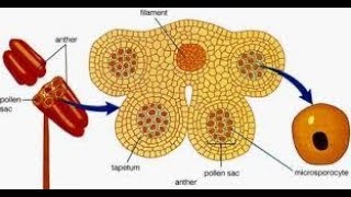 Tapetum  Types and its functions [upl. by Cobb]