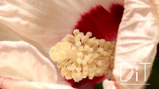 Hibiscus  Timelapse with Music [upl. by Cheyne]