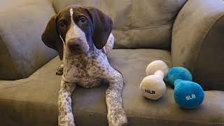 GSP puppy sounds whining and barking German Shorthaired Pointer Panzer 🙃🐶 puppy dog gsp viral [upl. by Eneloj]