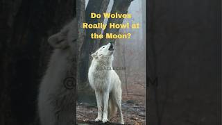 Why Do Wolves Howl at the Moon The Myth vs The Truth [upl. by Ikcim]