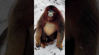 The Beautiful Golden Monkey Life Eps 2 [upl. by Sunev]