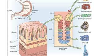 Physiologie de la DigestionSécrétion digestives partie 1 [upl. by Aibar945]