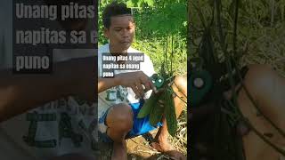 Ampalaya lumalaban kahit nahehirapan sa init farming simplengbuhayprobinsya agriculture [upl. by Ardnnek]