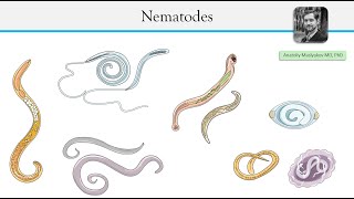 Parasitic roundworms  Nematodes [upl. by Ahsenom232]