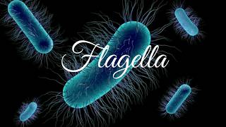 Flagella  Introduction and Structure [upl. by Canute738]