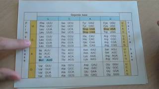 Ejercicio 3 Encontrar el ADN y los aminoácidos a partir del ARNm [upl. by Latham]