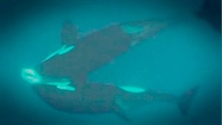 Great White Shark Mauled By Killer Whales  Abalone Wars S4 [upl. by Aia23]