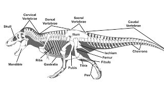 A Guide to Paleontological Terms [upl. by Acimad]