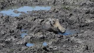 Warthog mud bath [upl. by Naro]