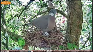 Zmiana w wysiadywaniu Grzywacz Columba palumbus Buxtehude Dolna Saksonia w Niemczech21042024 [upl. by Akenal]