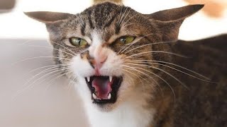 Male Cat Angry Sound  Attract Female Cat  Mating Cats In Heat Sounds [upl. by Einnov]