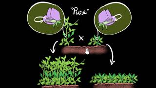 Mendels experiment monohybrid cross  Heredity amp Evolution  Biology  Khan Academy [upl. by Ednutey]